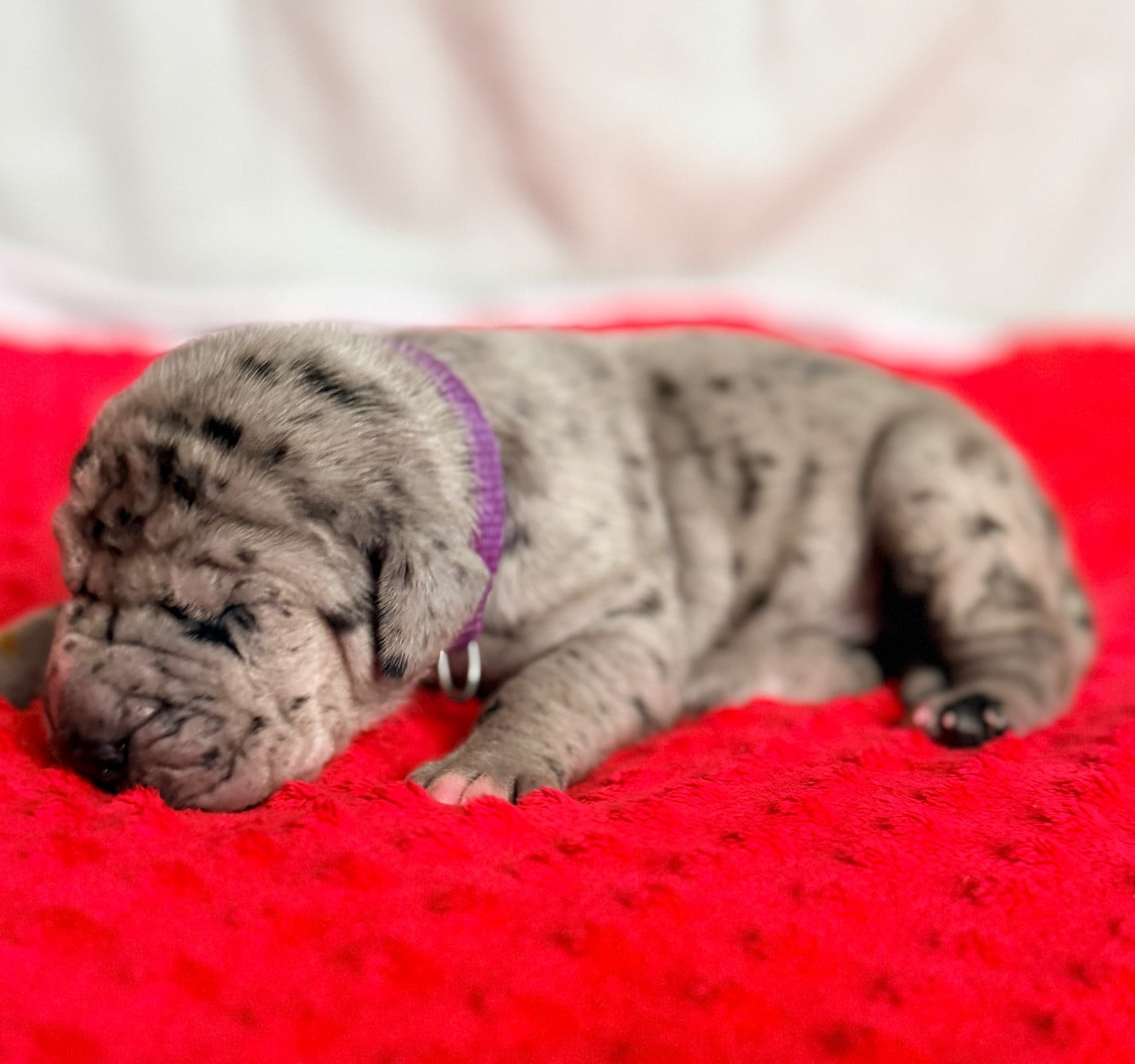 Mâle Gbn collier violet