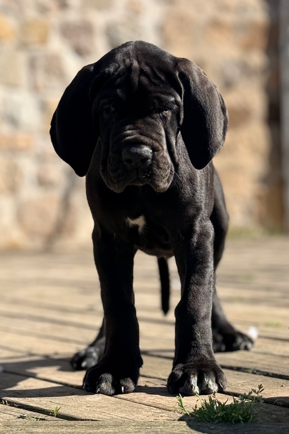 Berlioz Collier bleu