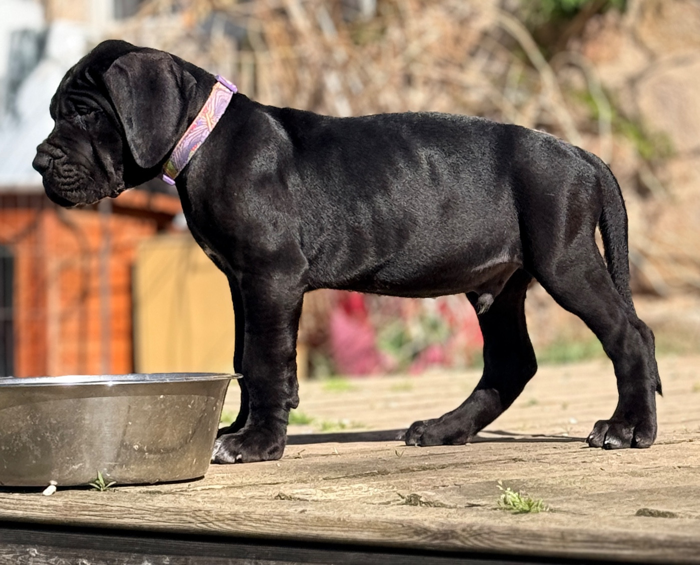 Berlioz Collier bleu