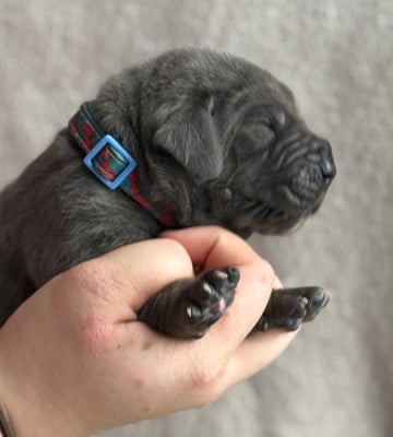 Les chiots de Dogue allemand