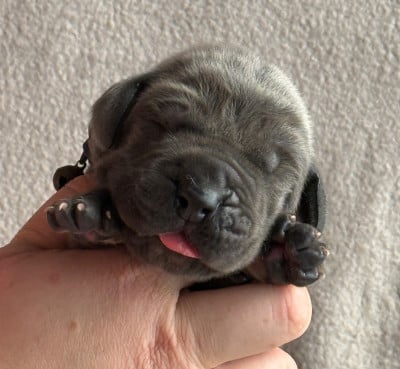 Les chiots de Dogue allemand