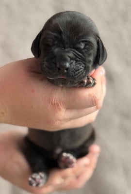 Les chiots de Dogue allemand