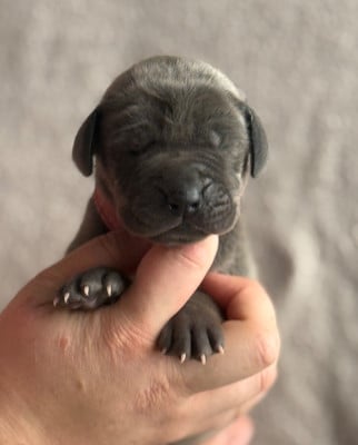 Les chiots de Dogue allemand