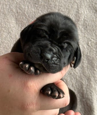 Les chiots de Dogue allemand