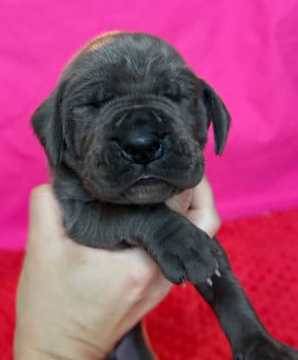 Les chiots de Dogue allemand