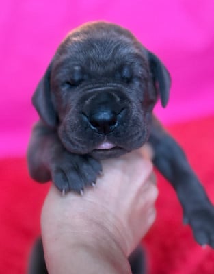 Les chiots de Dogue allemand