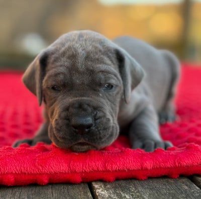 Les chiots de Dogue allemand