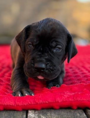 Les chiots de Dogue allemand