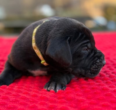 Les chiots de Dogue allemand