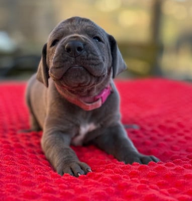 Les chiots de Dogue allemand