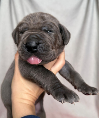 Les chiots de Dogue allemand
