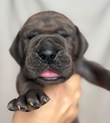 Les chiots de Dogue allemand