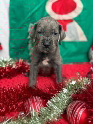 Les chiots de Dogue allemand