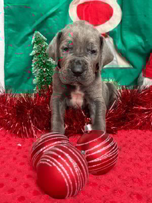 Les chiots de Dogue allemand