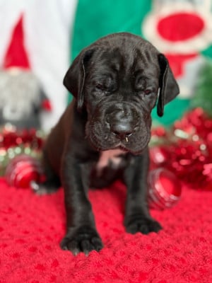 Les chiots de Dogue allemand