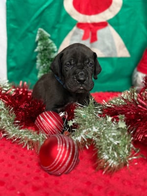 Les chiots de Dogue allemand