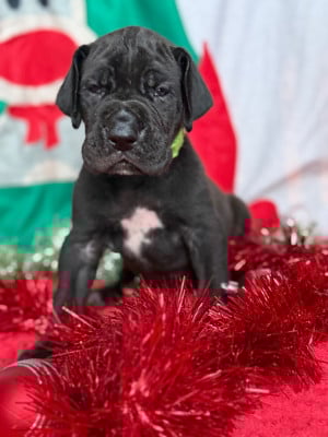 Les chiots de Dogue allemand