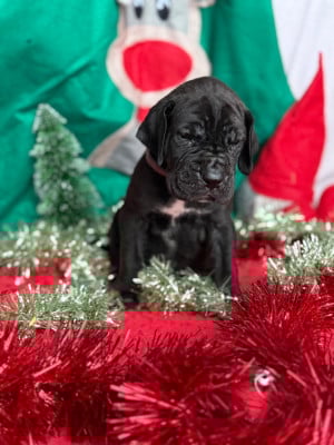 Les chiots de Dogue allemand