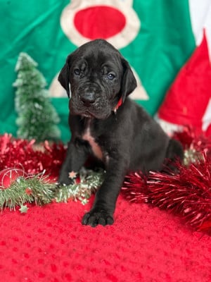 Les chiots de Dogue allemand