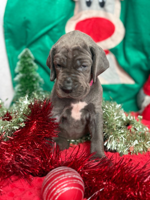 Les chiots de Dogue allemand