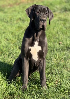 Les chiots de Dogue allemand