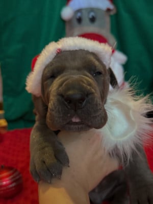 Les chiots de Dogue allemand