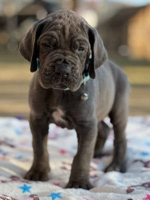 Les chiots de Dogue allemand