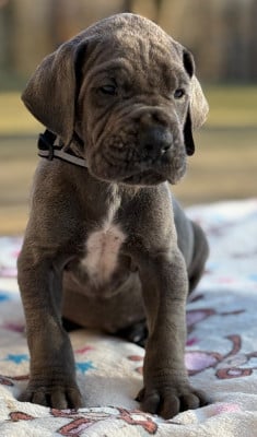 Les chiots de Dogue allemand