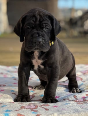 Les chiots de Dogue allemand