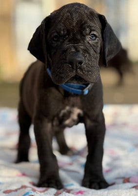 Les chiots de Dogue allemand