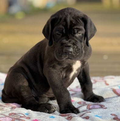 Les chiots de Dogue allemand