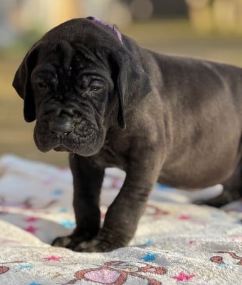 Les chiots de Dogue allemand