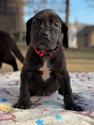 Les chiots de Dogue allemand