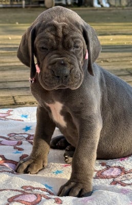 Les chiots de Dogue allemand