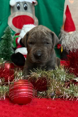 Les chiots de Dogue allemand