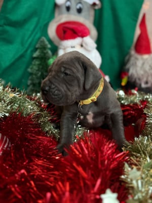 Les chiots de Dogue allemand