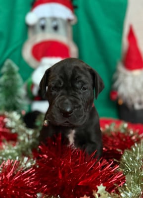 Les chiots de Dogue allemand