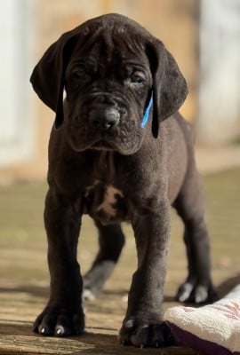 Les chiots de Dogue allemand