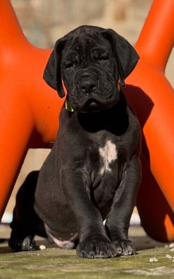 Les chiots de Dogue allemand