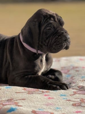 Les chiots de Dogue allemand