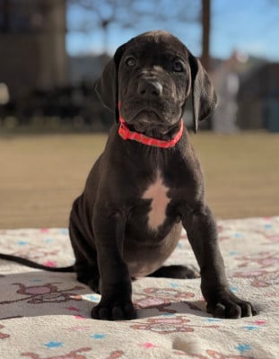Les chiots de Dogue allemand