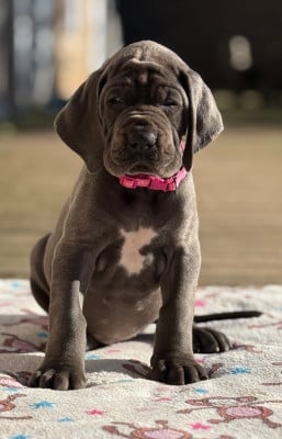 Les chiots de Dogue allemand