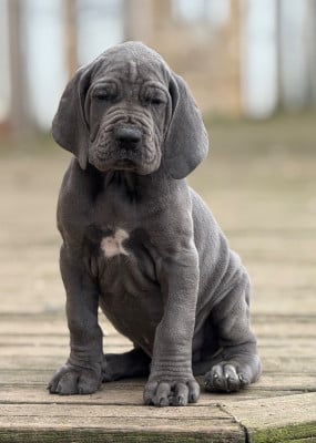 Les chiots de Dogue allemand