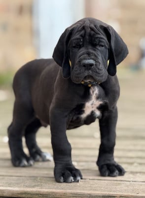 Les chiots de Dogue allemand