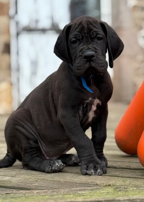 Les chiots de Dogue allemand