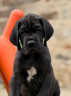 Les chiots de Dogue allemand