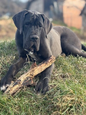 Les chiots de Dogue allemand