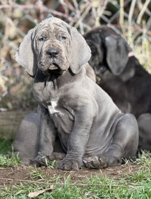 Les chiots de Dogue allemand