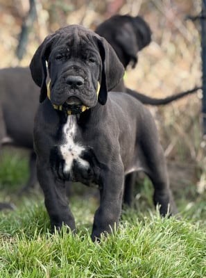 Les chiots de Dogue allemand