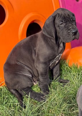 Les chiots de Dogue allemand